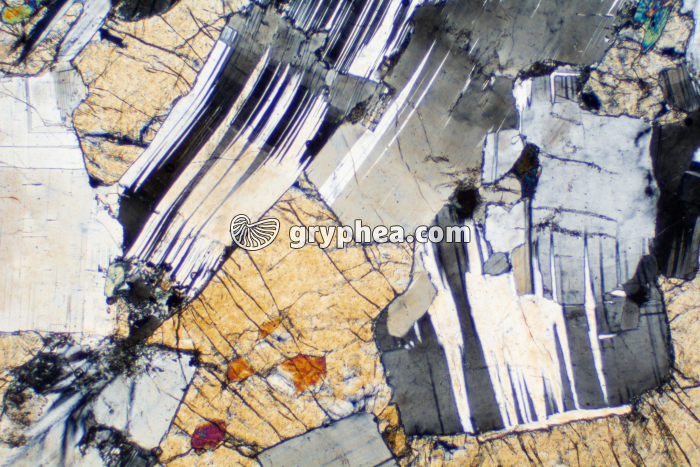 Gabbro LPA x10 - gryphea.com